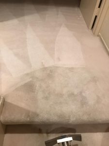 carpet cleaning pet stains